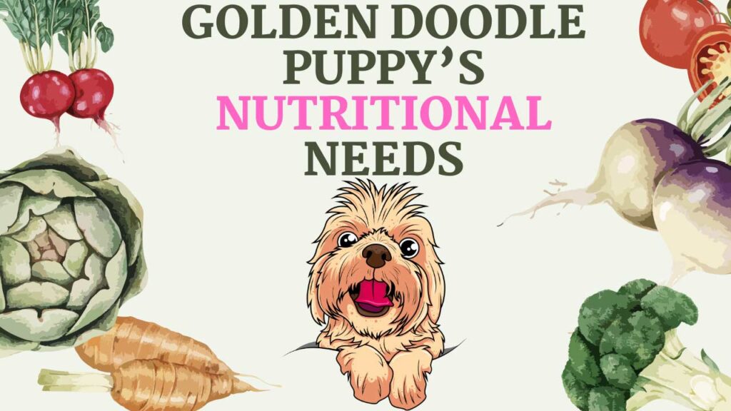 A Golden Doodle puppy stands beside a bowl of nutritious food, highlighting the importance of meeting a Golden Doodle Puppy’s Nutritional Needs. The Puppy Feeding Chart mentioned in the article is a helpful tool to ensure that your Golden Doodle puppy receives the correct nourishment they need to grow and develop into a healthy adult dog. #GoldenDoodlePuppy #PuppyFeedingChart #FeedingChart 🐶🍴"