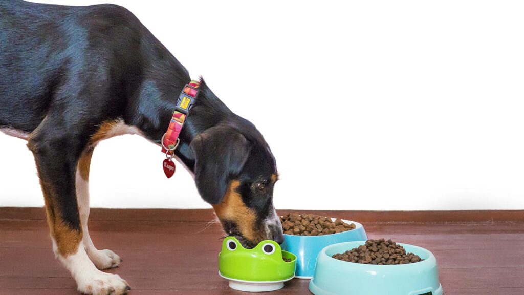 Benefits of Soft Dry Dog Food for Senior Dogs , Senior Dogs ,