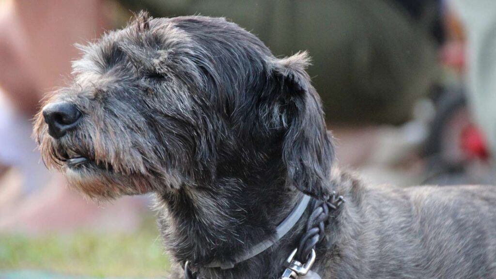  A senior dog , eating a bowl of soft dry dog food. The dog looks happy and healthy.  Soft Dry Dog Food for Dogs with Bad Teeth