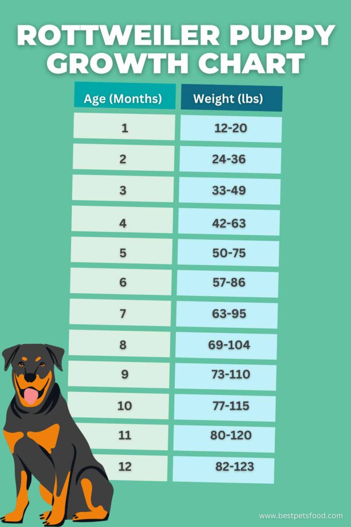 A Rottweiler puppy sitting beside a growth chart depicting weight milestones based on age.