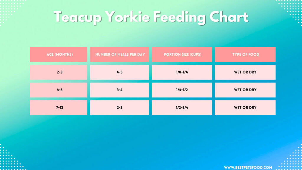  A Yorkie puppy sitting next to a feeding chart indicating the recommended food quantities and number of meals based on weight and age.