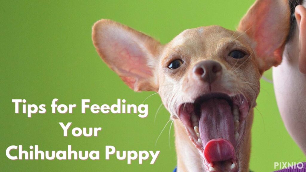 Ultimate Chihuahua Puppy Feeding Chart