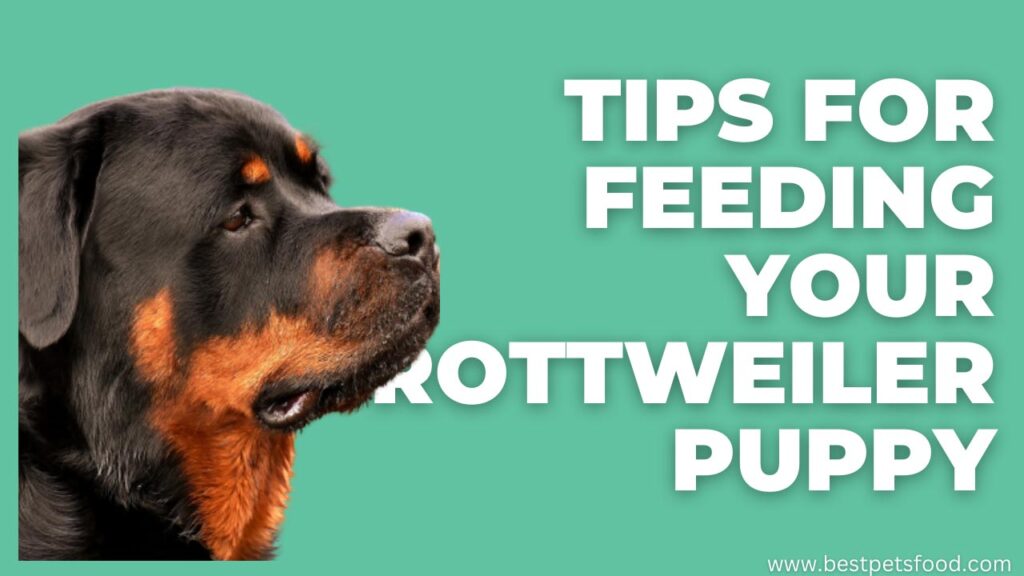 A cute Rottweiler puppy beside a bowl of food, representing tips for feeding Rottweiler puppies.