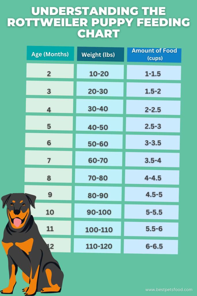 Rottweiler puppy sitting next to a Rottweiler Puppy Feeding Chart by Weight Age.