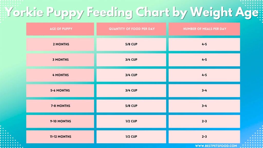 An image of a Yorkie puppy next to a Yorkie Puppy Feeding Chart by Weight Age. The chart provides recommended quantities of food per day for different age ranges of Yorkie puppies based on their weight.
