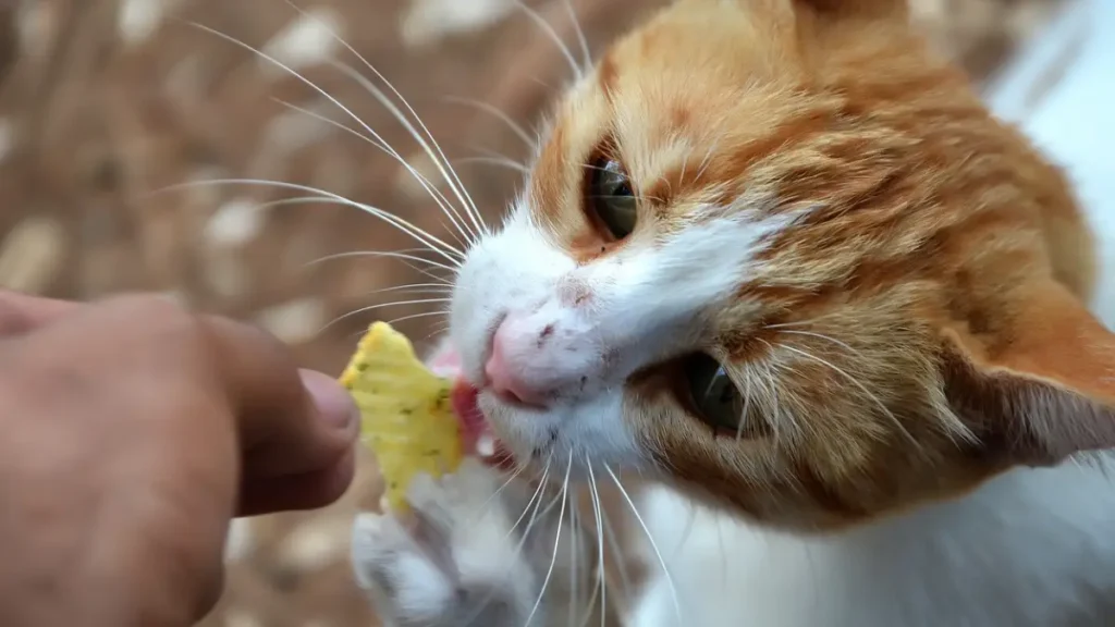 What Human Food Can Cats Eat Every day