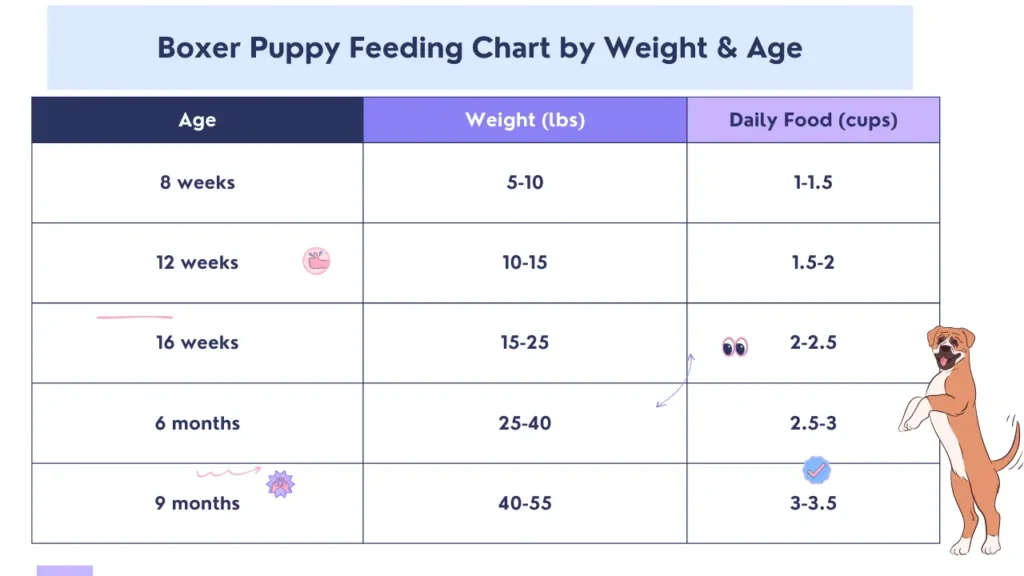 Boxer puppy with a boxer puppy feeding chart by weight & age, listing food amounts for ages 8 weeks to 9 months

