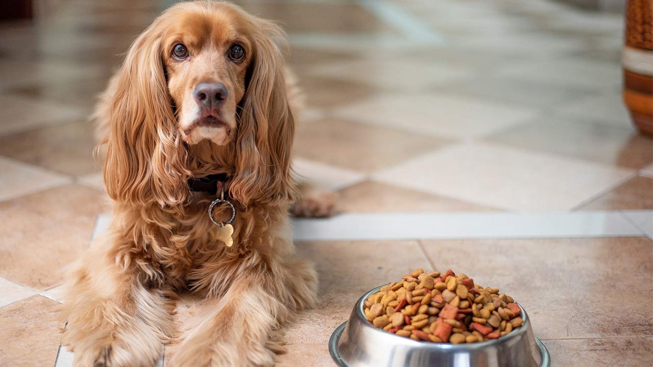 A bag of soft dry dog food for dogs with bad teeth. The food is made with high-quality ingredients and is designed to be easy to chew and digest. The food is also fortified with vitamins and minerals to help keep dogs healthy and happy.