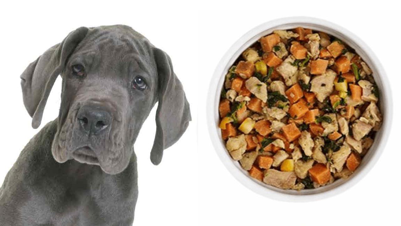 An adorable Great Dane puppy standing beside a food bowl, with a background featuring a visually appealing "Great Dane Feeding Chart by Weight." The chart provides age-specific recommendations for the amount of food to feed based on the Great Dane's weight.