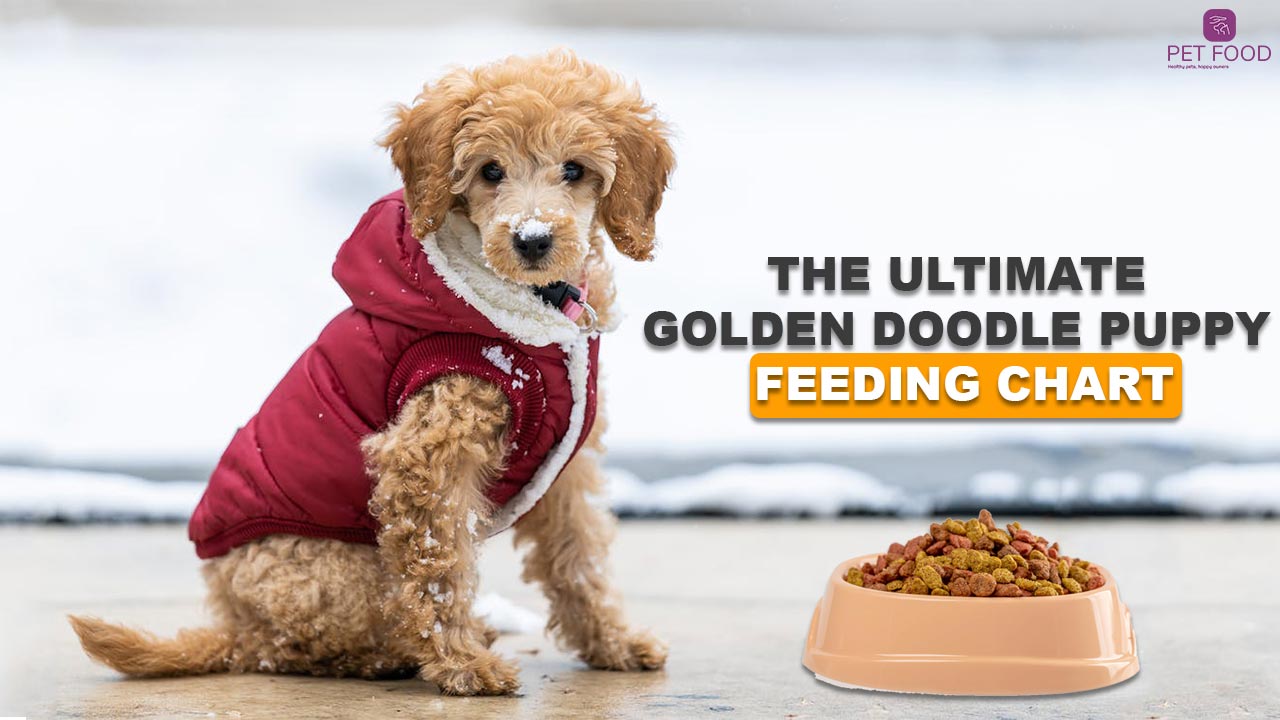 A Golden Doodle puppy stands next to a food bowl, ready for a meal. The image is related to the article discussing the importance of a Golden Doodle Puppy Feeding Chart, which provides guidance on the appropriate amount and frequency of feeding based on the puppy's age and weight. The chart ensures the puppy receives the proper nourishment for healthy growth and development.