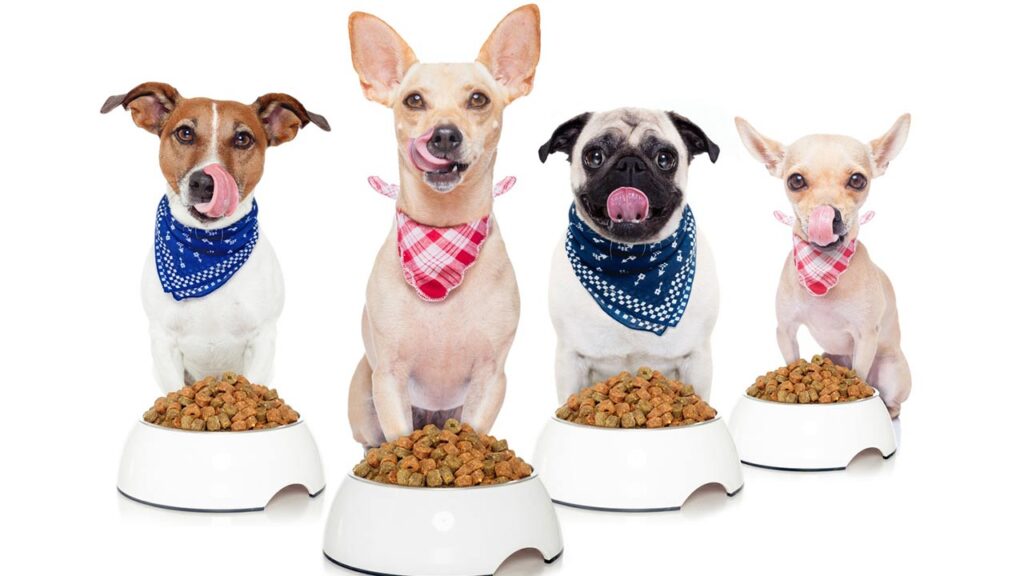 "How Many Times A Day Should a Dog Eat." This image is for an article discussing the ideal feeding schedule for dogs and answering common questions about feeding frequency and dietary requirements
