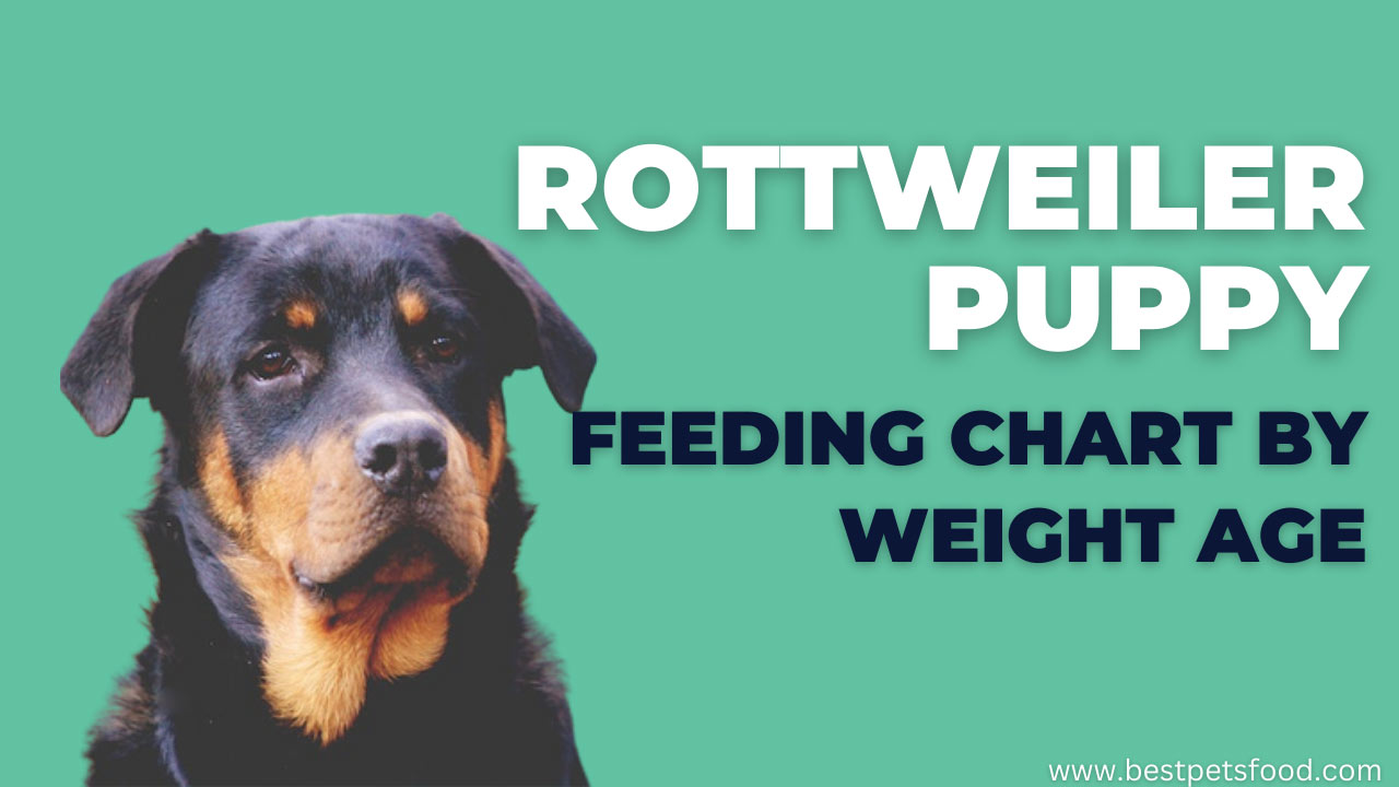 Rottweiler Growth Chart