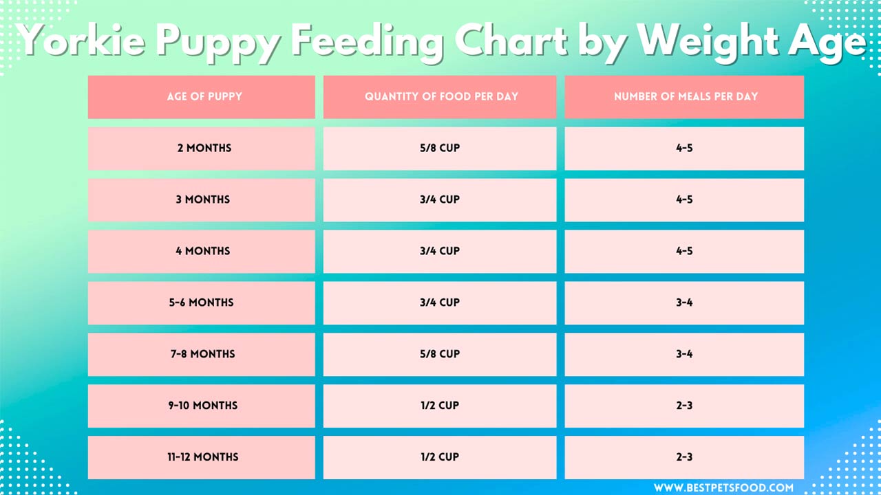 The Ultimate Yorkie Puppy Feeding Chart by Weight Age