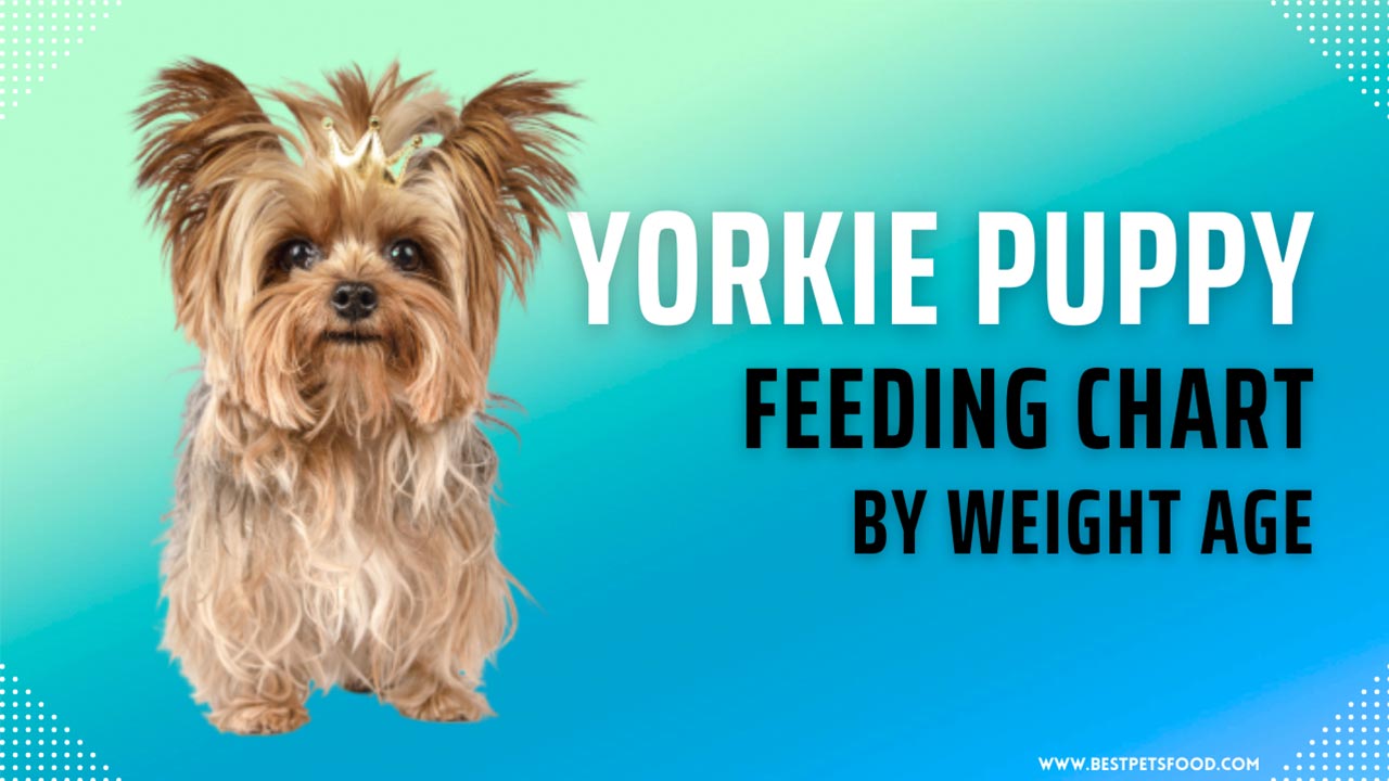 A Yorkie puppy sitting next to a Yorkie Puppy Feeding Chart by Weight Age. The chart provides age-specific feeding recommendations for Yorkie puppies.