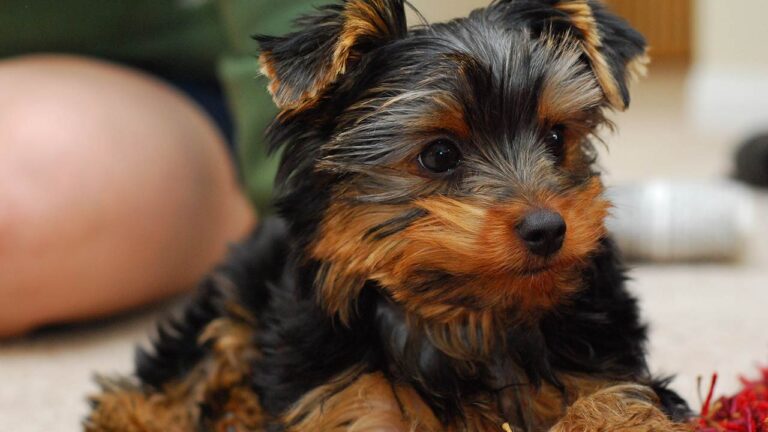 The Ultimate Yorkie Puppy Feeding Chart by Weight Age