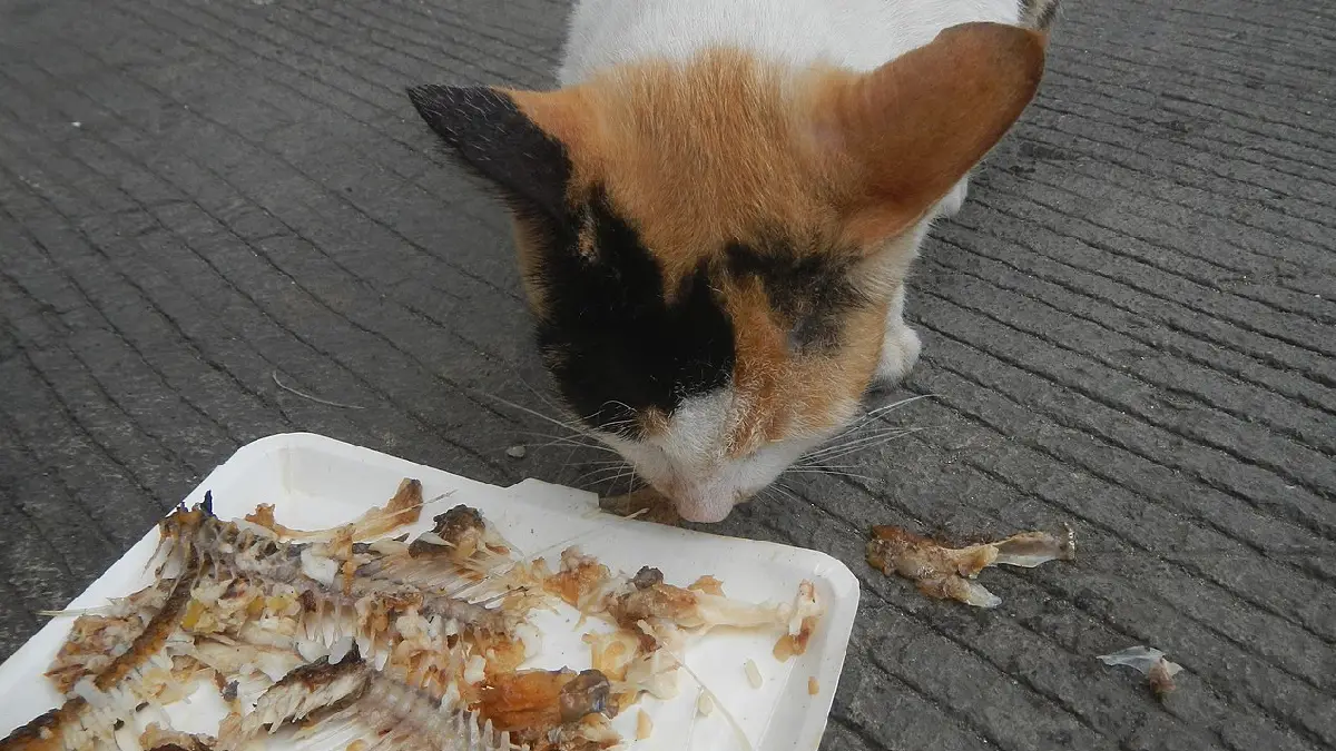 Human Food Can Cats Eat Every Day